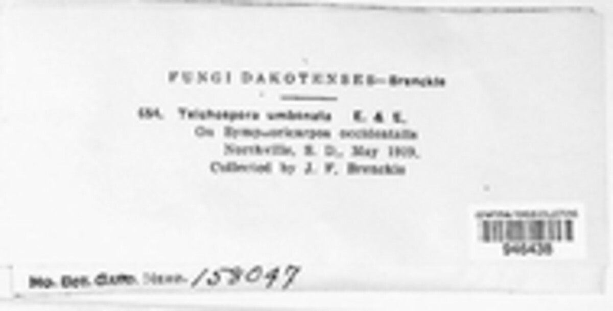 Karstenula umbonata image
